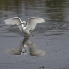 Little Egret